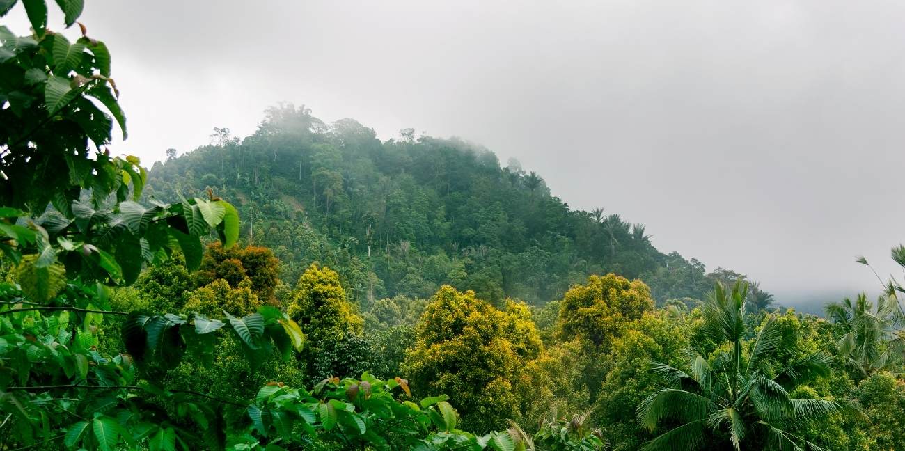 International Day of the Tropics