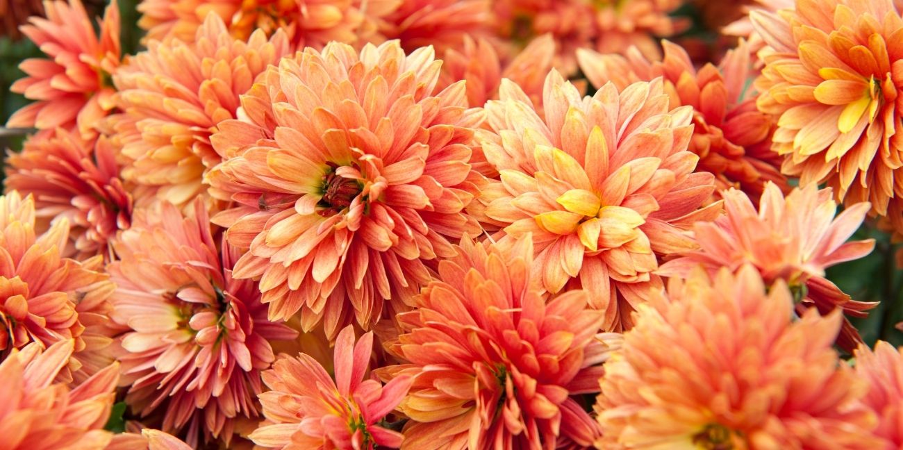 Chrysanthemum-Day-Japan
