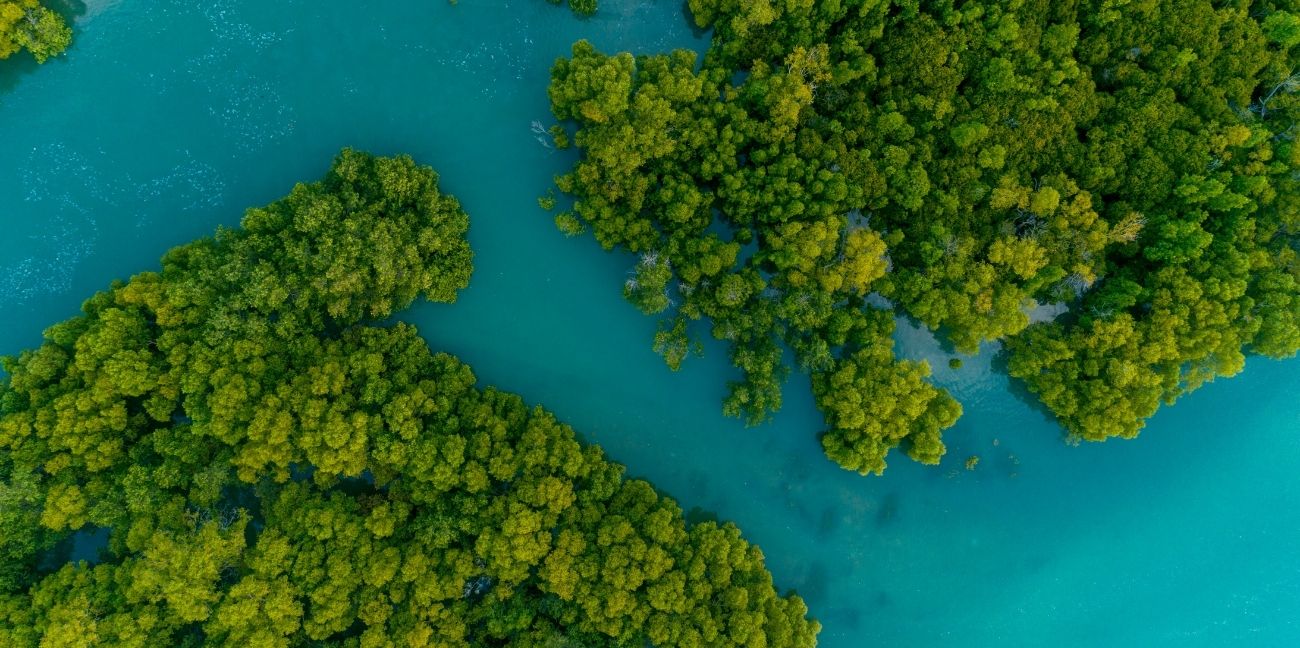 International Day for the Convervation of the Mangrove Ecosystem