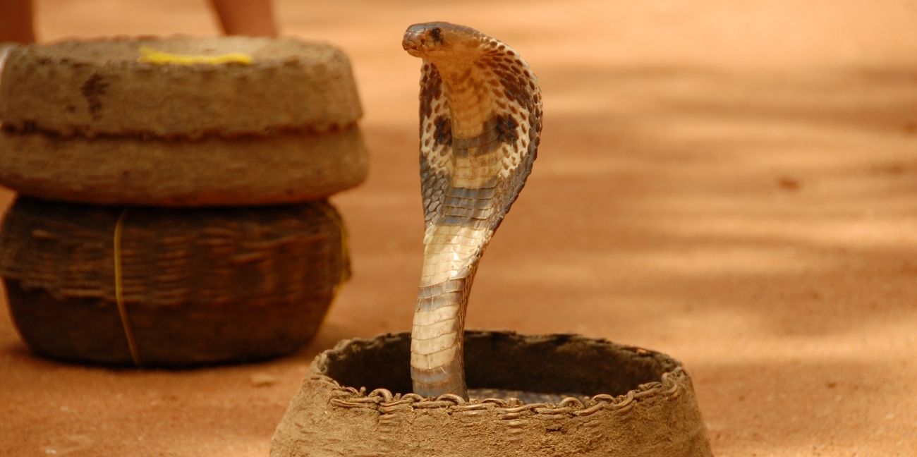 Nag Panchami