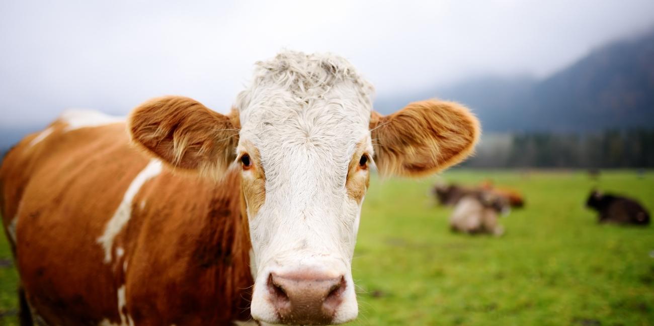 World Farm Animal Day