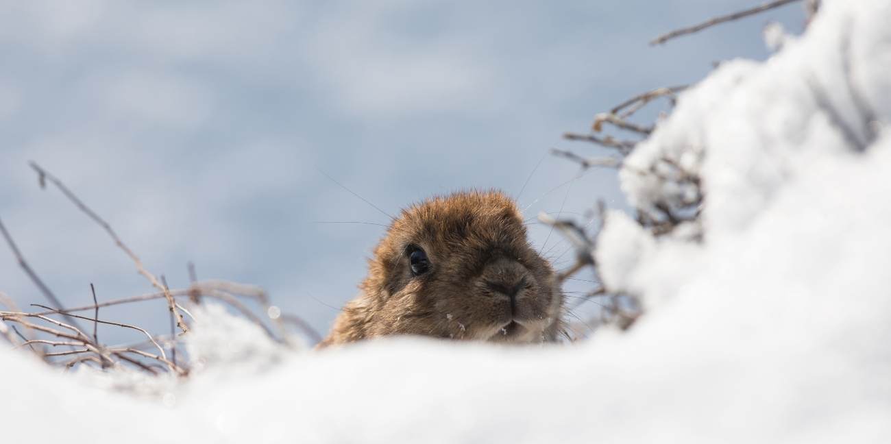 Groundhog Day