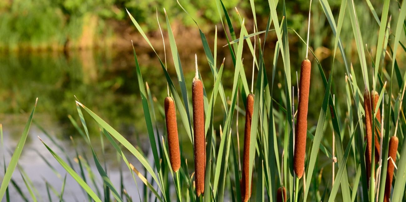 World Wetlands Day